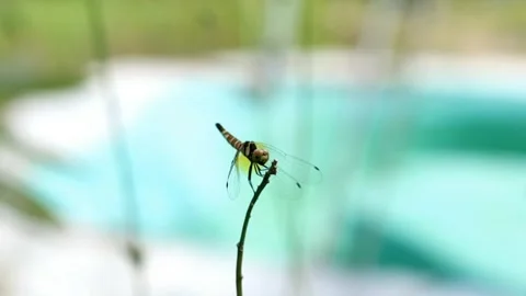 A dragonfly perched on a branch Stock Footage 280895580