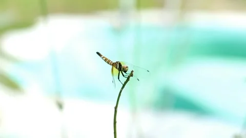 A dragonfly perched on a branch Stock Footage 280895581