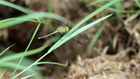 A dragonfly perched on a branch Video stock 280956441