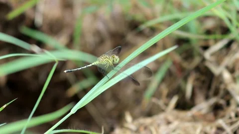 A dragonfly perched on a branch Stock Footage 280956444