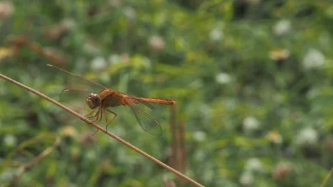Dragonfly perched on a branch with a green background in sunny summer season. Stock Footage 124270855