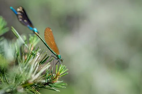 Dragonfly perched on a branch Stock Photos