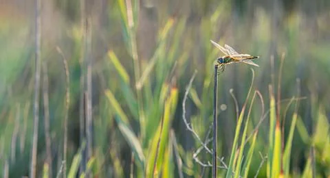 Dragonfly perched on a branch Stock Photos