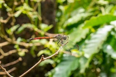 Dragonfly perched on a branch. Stock Photos