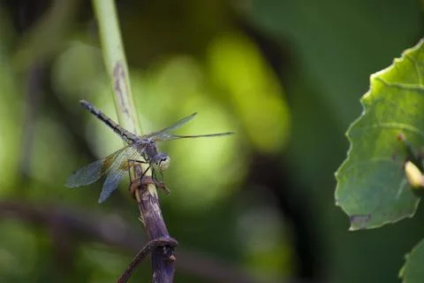 Dragonfly Perched on a Branch Stock Photos