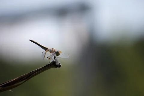 Dragonfly Perched on a Branch Stock Photos