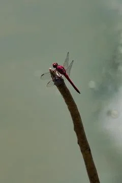 A dragonfly is perched on a branch Stock Photos