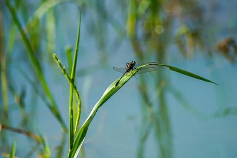 Dragonfly perched on a branch Stock Photos