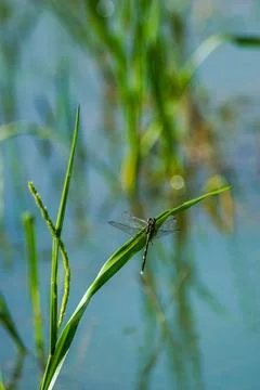 Dragonfly perched on a branch Foto stock