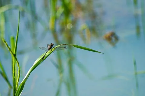Dragonfly perched on a branch Stock Photos