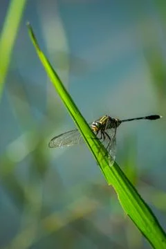 Dragonfly perched on a branch Stock Photos