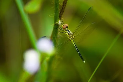 Dragonfly perched on a branch Stock Photos