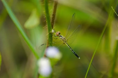 Dragonfly perched on a branch Stock Photos