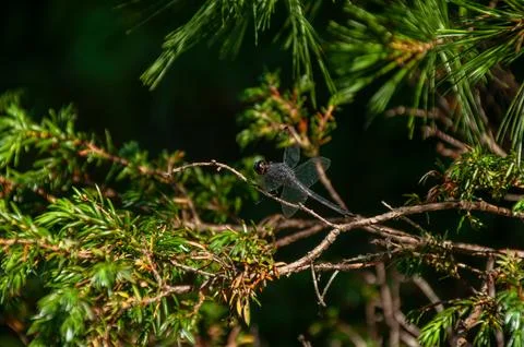 Dragonfly Perched on a Branch with Translucent Wings In a Green Woodland Stock Photos