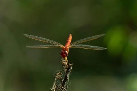 Dragonfly perched on the branches of plants. Stock Photos