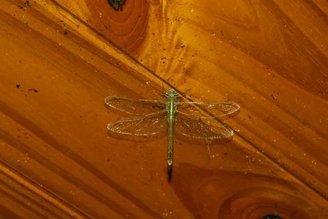 Dragonfly perched on the ceiling at home Stock Photos