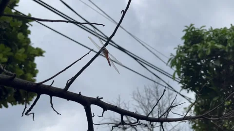A dragonfly perched on a dry branch Stock Footage 274048748