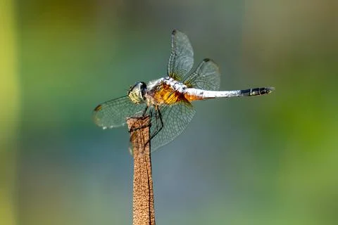 The dragonfly is perched on the dry branch. Stock Photos