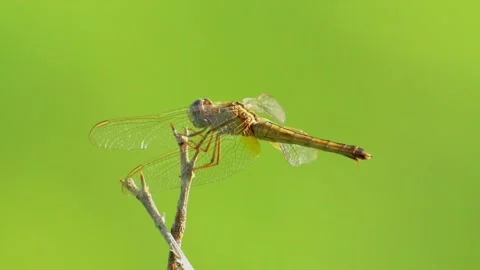 Dragonfly perched on dry stem Stock Footage 322725954