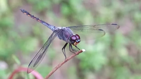 A dragonfly perched on the end of a broken piece of wood Stock Footage 232440898