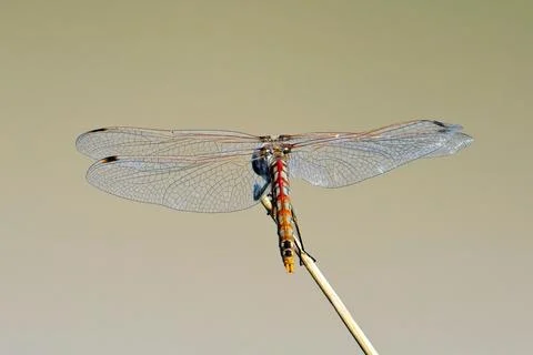 Dragonfly perched at the end of a stick. Stock Photos