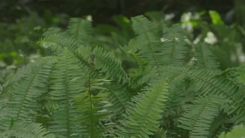 Dragonfly perched on a fern Stock Footage 172227119