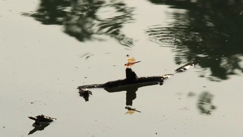 A dragonfly perched on a floating branch with reflections on the water surface. Stock Footage 126653888