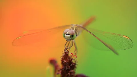 A dragonfly perched on a flower. Видео 157391640
