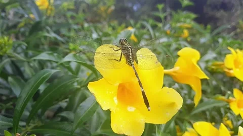 Dragonfly perched on a flower Stock Footage 313026485