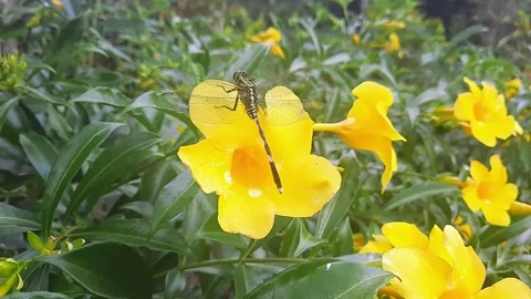 Dragonfly perched on a flower Stock Footage 313674037
