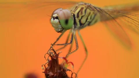 A dragonfly perched on a flower with orange background. Видео 157857078