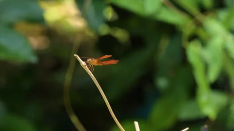 Dragonfly perched Stock Footage
