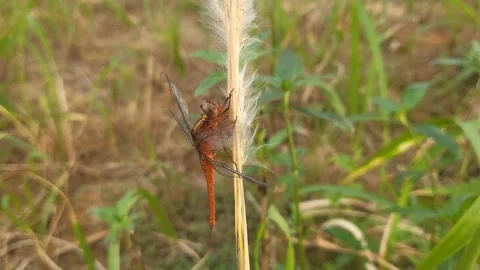 Dragonfly perched 스톡 동영상 210504596