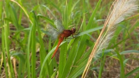 Dragonfly perched 스톡 동영상 210504723