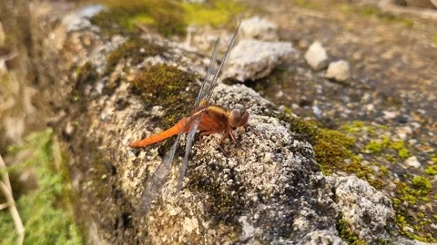 Dragonfly perched 스톡 동영상 210505276