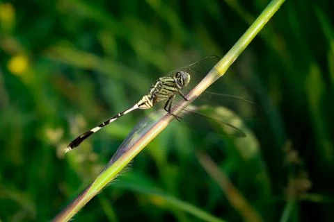 Dragonfly perched on the grass with the background of the dark green grass Foto stock