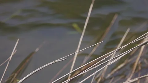 Dragonfly Perched on Grass over Pond Video stock 193184287