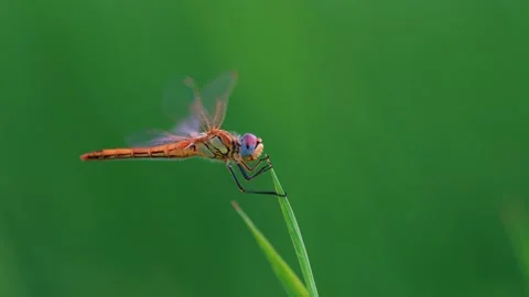 Dragonfly Perched on Grass with a Soft Green Background Stock Footage 346306006