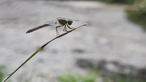 Dragonfly Perched on a Grass Stem Stock Footage 284034483
