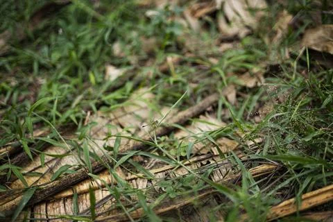 Dragonfly Perched on Grass Stem Stock Photos