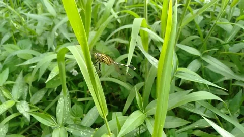 A dragonfly perched on a green leaf Stock Footage 239549914