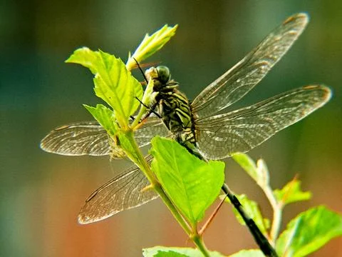 Dragonfly perched on a green leaf, its wings spread wide and iridescent in .. Stock Photos