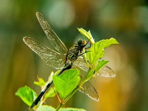 Dragonfly perched on a green leaf, its wings spread wide and iridescent in .. Stock Photos
