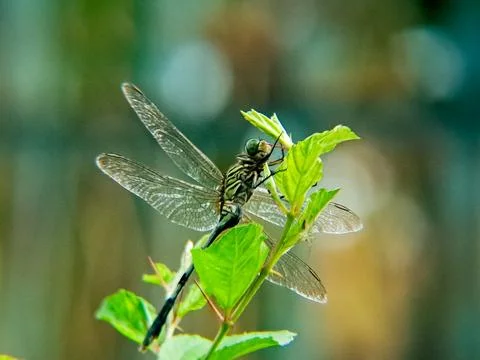 Dragonfly perched on a green leaf, its wings spread wide and iridescent in .. Stock Photos
