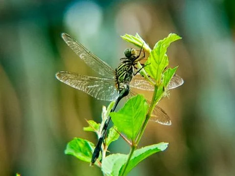 Dragonfly perched on a green leaf, its wings spread wide and iridescent in .. Stock Photos