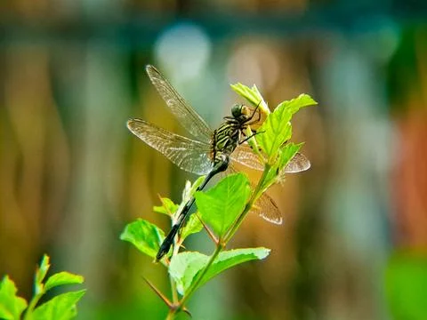 Dragonfly perched on a green leaf, its wings spread wide and iridescent in .. Stock Photos