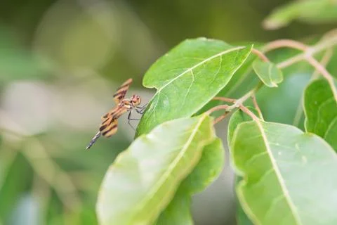 Dragonfly perched on green leaf, side view Stock Photos