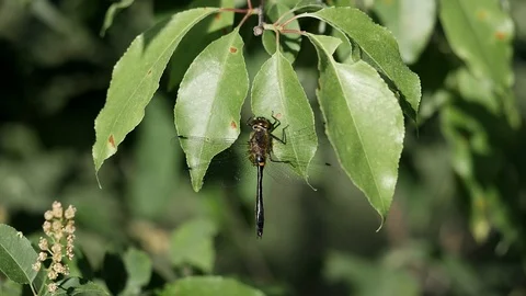 Dragonfly perched on a green leaf sways gently in the wind. Stock-Footage 94155209