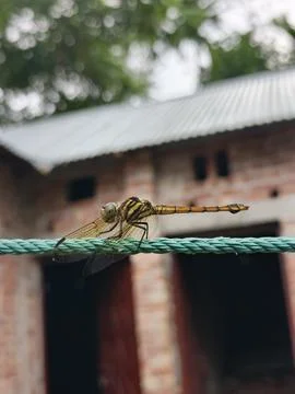 Dragonfly perched on a green string outdoors Stock Photos