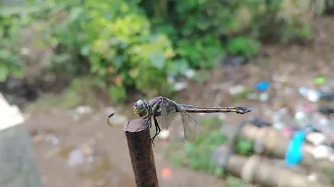 Dragonfly perched on an iron bar in front of the house Stock Footage 330447849